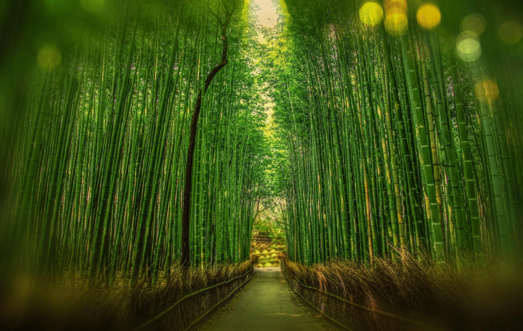 Resilience - Bamboo